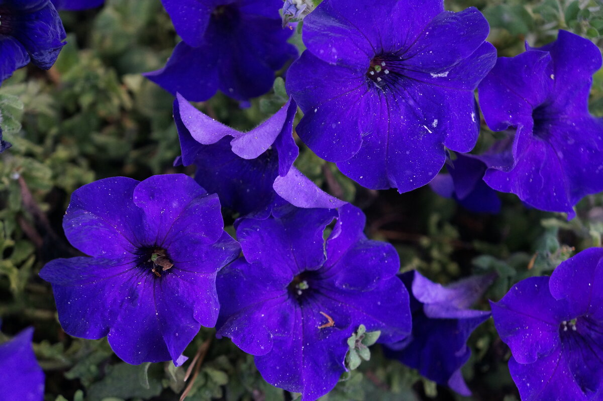 Петунии - Алёна Савина