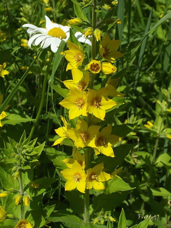 Вербейник - Freddy 97