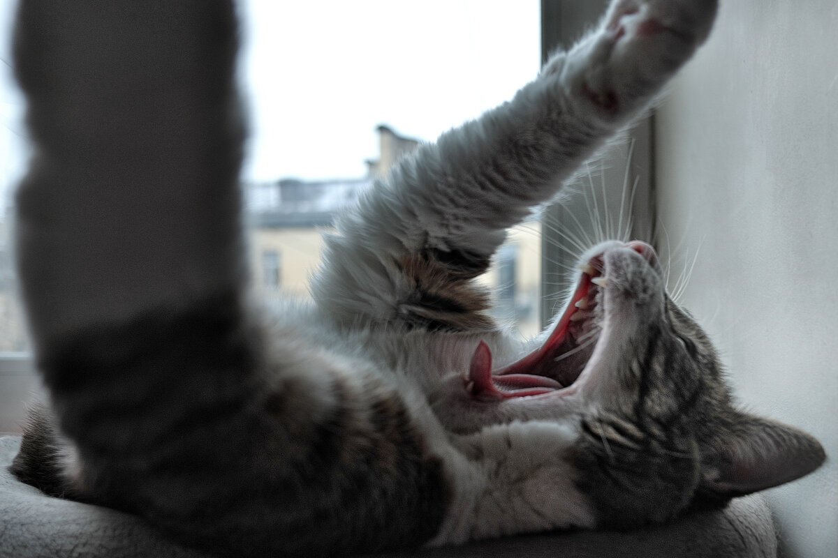 что.... уже пора просыпаться... - ВЛАДИМИР 