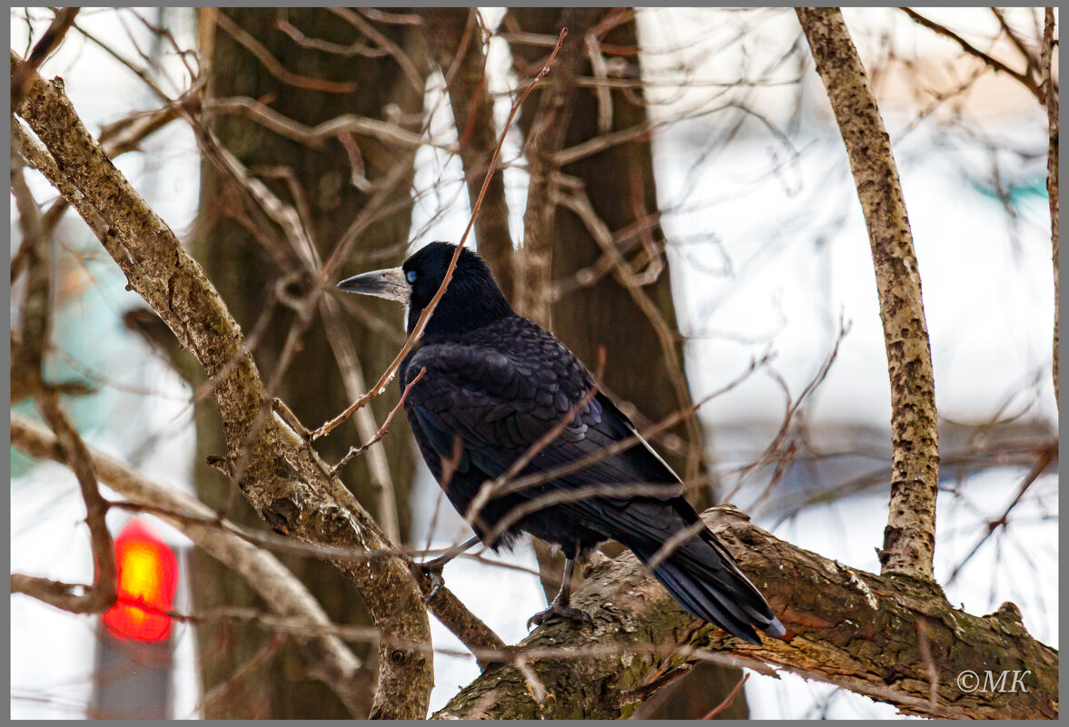 Грач - Михаил Кобзев