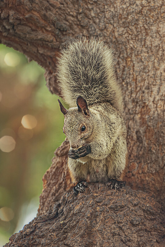 Гуаякильская белка. Перу. - Svetlana Galvez Гуаякильская белка. Перу. - Svetlana Galvez