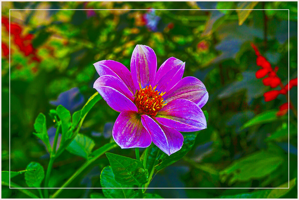 Поздравление фотографиням - Владимир Кроливец