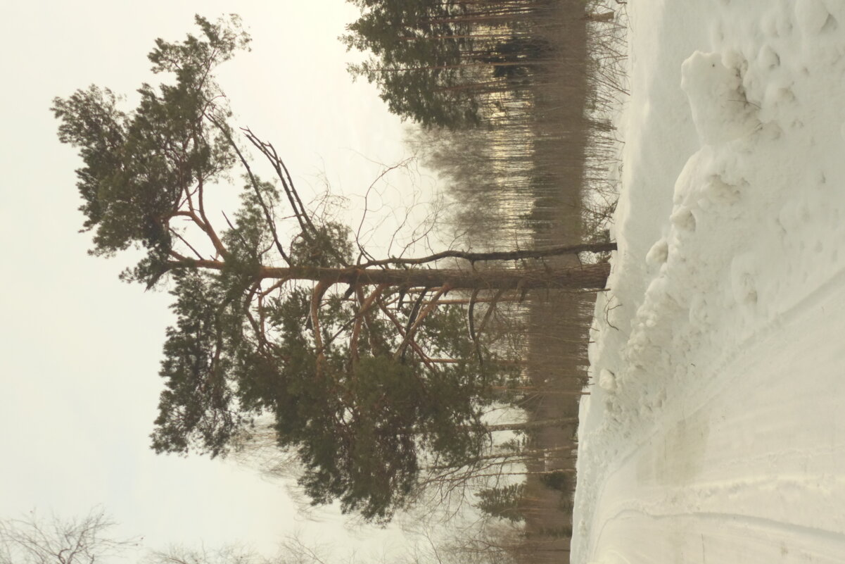 Мечты о Лейке 39. Объектив Лейка. - Михаил Елочкин