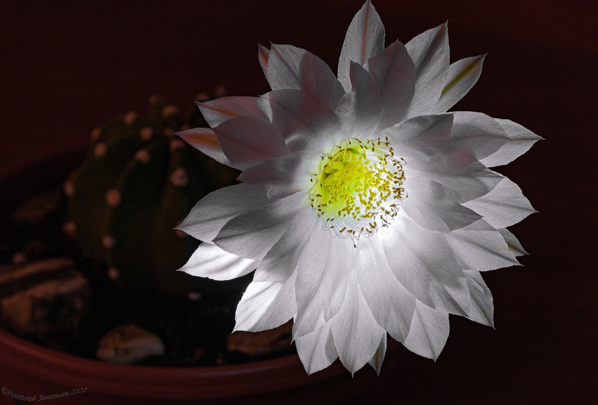 Ночное цветение каутуса - Николай Зиновьев