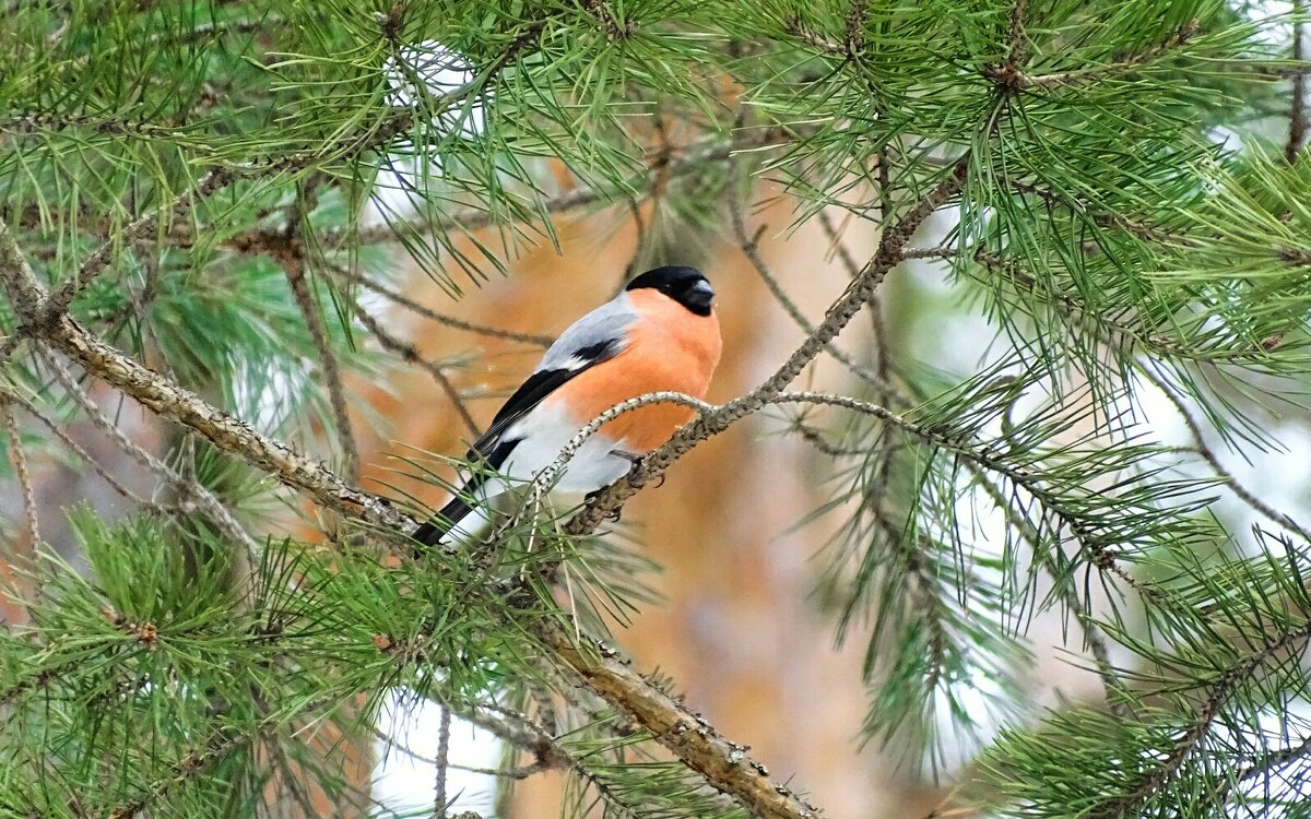Лесной красавец. - Милешкин Владимир Алексеевич Лесной красавец. - Милешкин Владимир Алексеевич