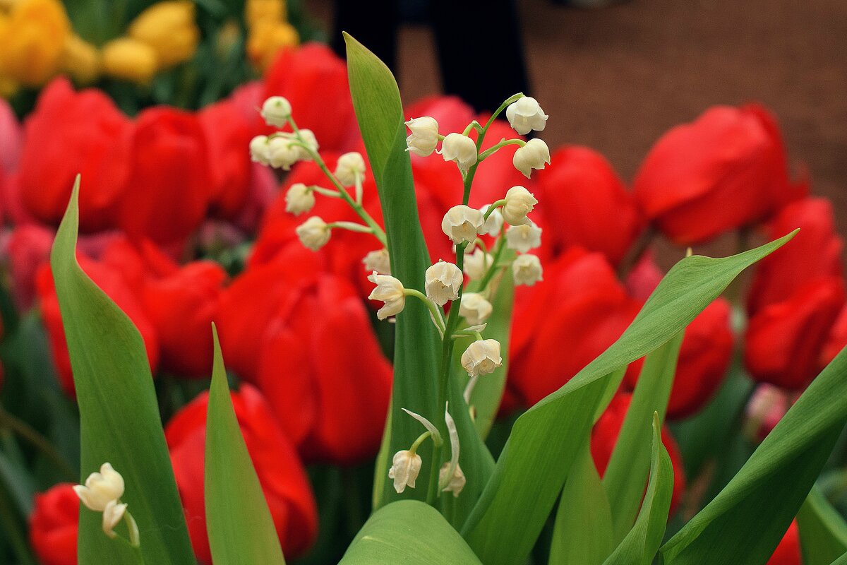 Светлого мая привет. - Татьяна Помогалова