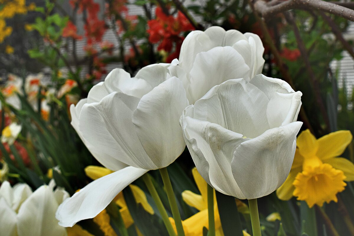 Белые тюльпаны. - Татьяна Помогалова