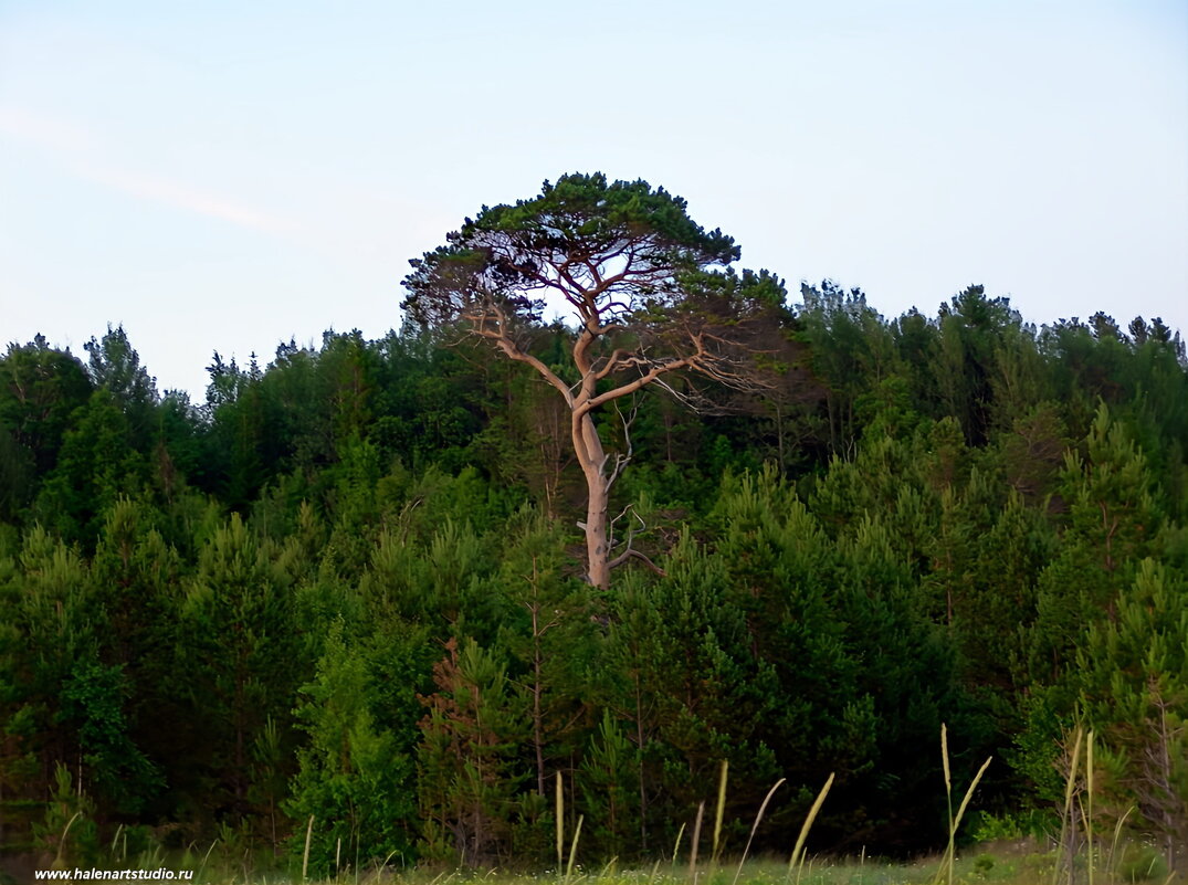Берега Белого моря - Игорь Корф