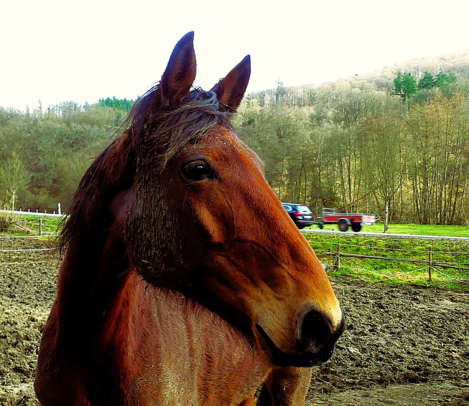 Из жизни животных(серия) - Владимир Манкер