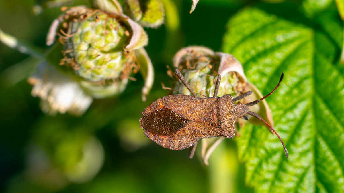 Лето. Макро - Владимир Лазарев