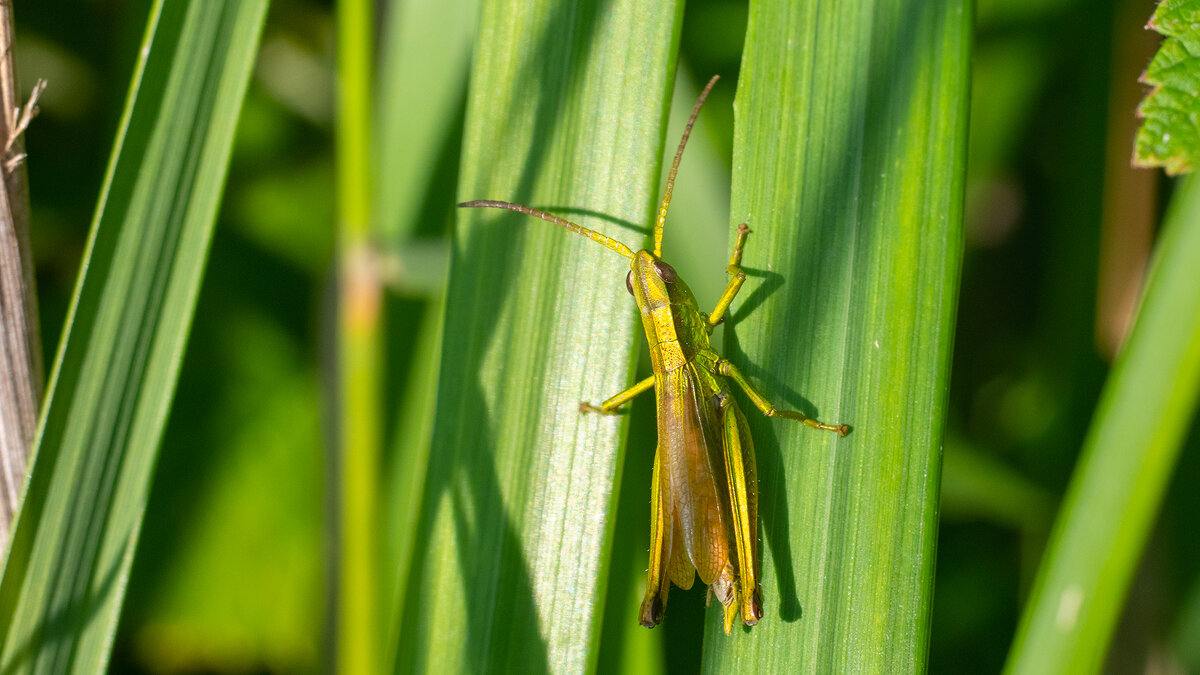 Лето. Макро - Владимир Лазарев