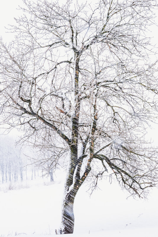 Дерево в метель - Илья Шенгелия