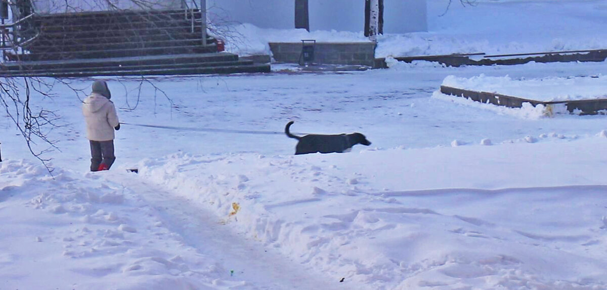 Март...Прогулка  с собакой в мороз минус 26 с! - Владимир 