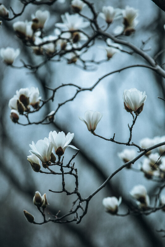 Magnolia denudata - Дмитрий 