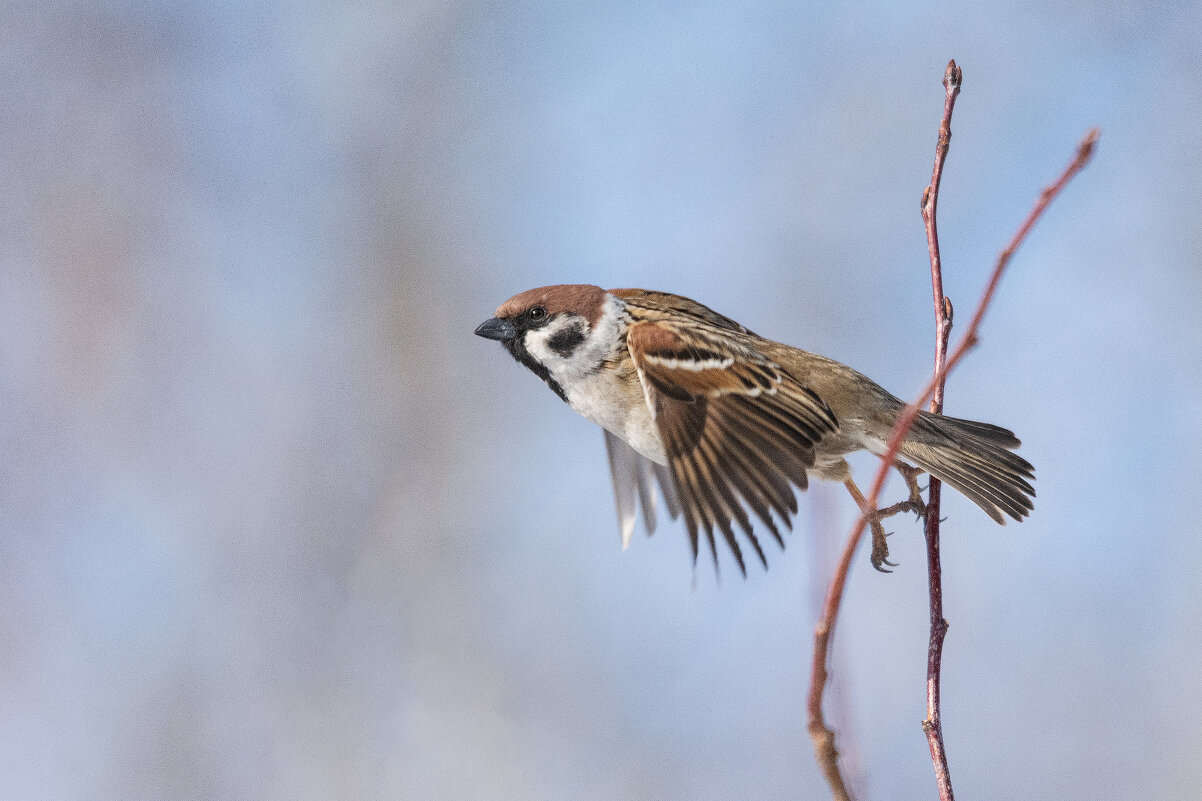 *** - Виктор Иванович Чернюк