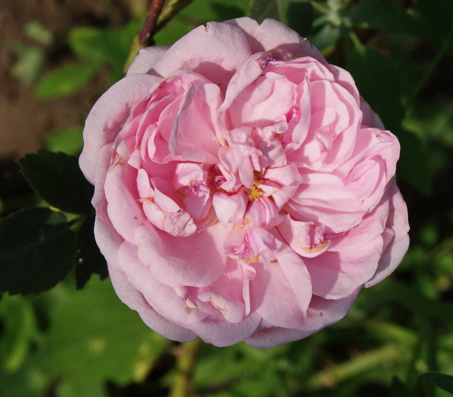 Роза. - сергей ермошкин