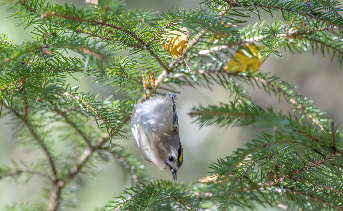 желтоголовый королек - юрий макаров