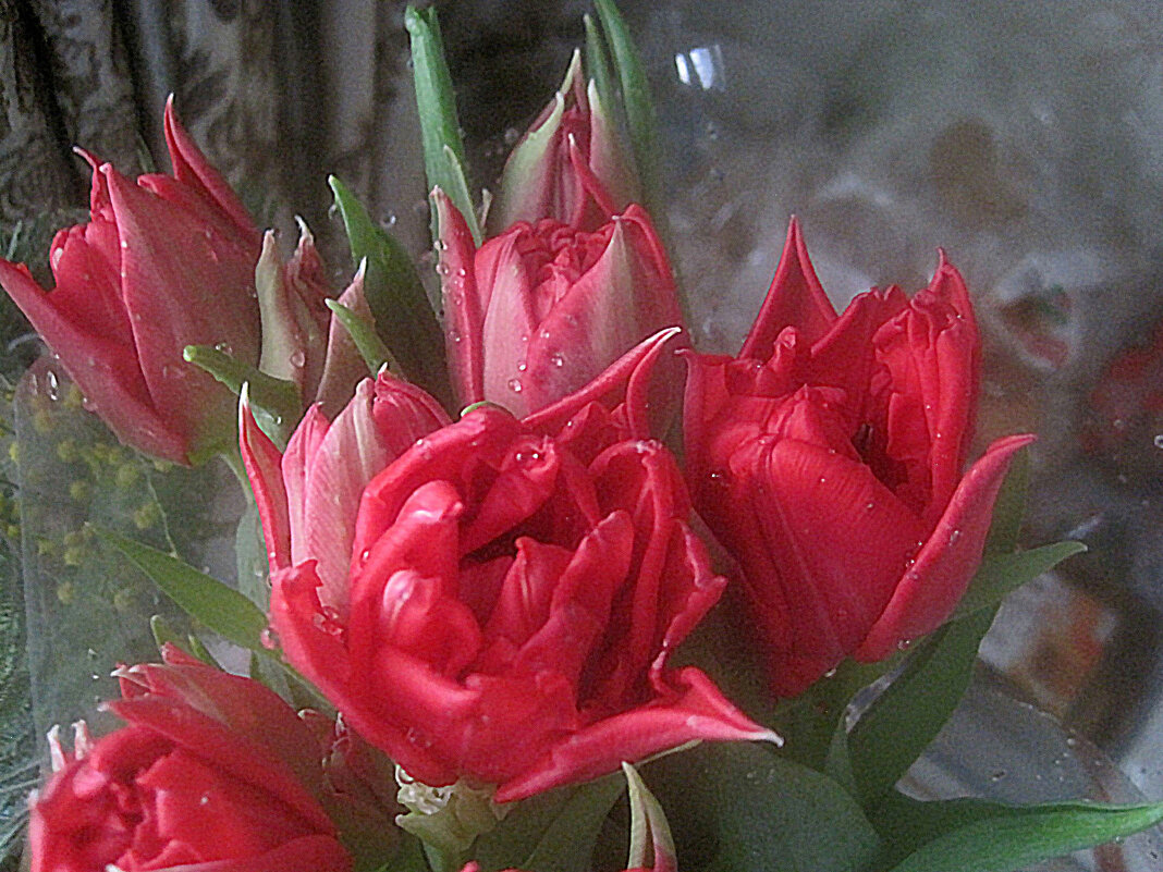 В капельках нежности - Елена Семигина