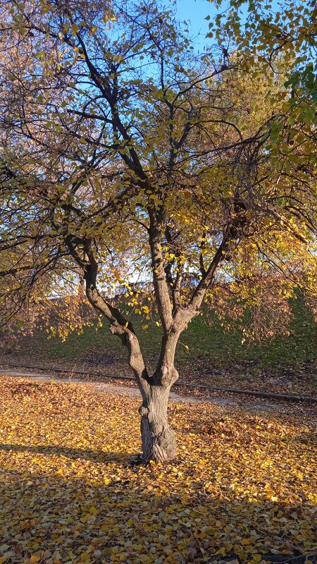 октябрь - Елена Шаламова