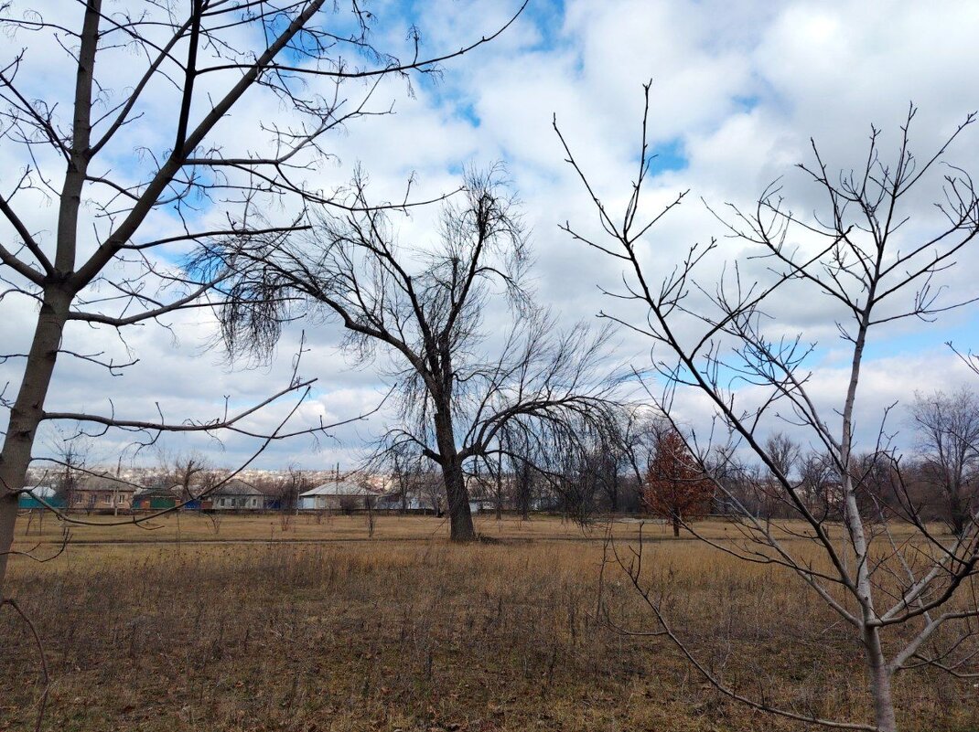 Дерево - Наталья (ShadeNataly) Мельник