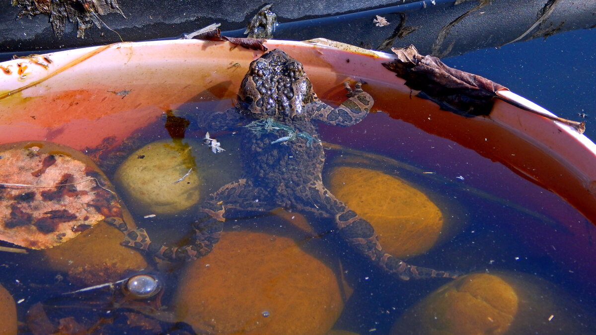 Ждёт подругу. - ВикТор Быстров