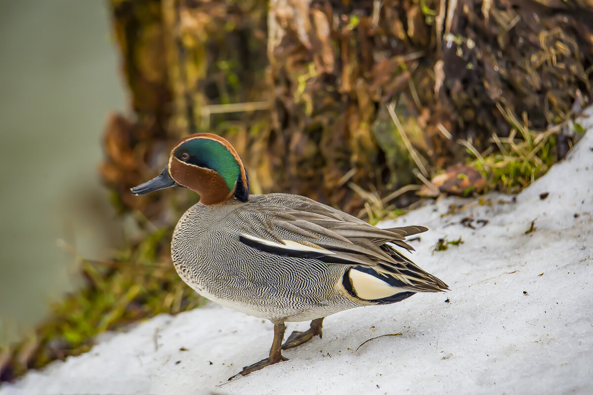 Чирок-свистунок. - Sergey (Apg)