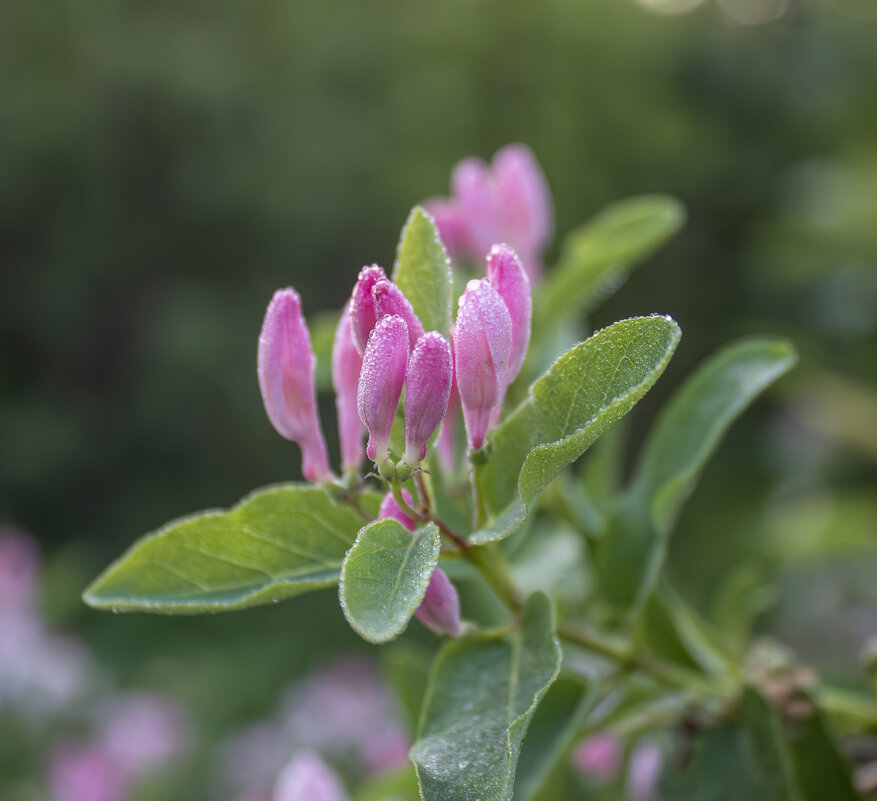 *** - Александр. AVG100 ---