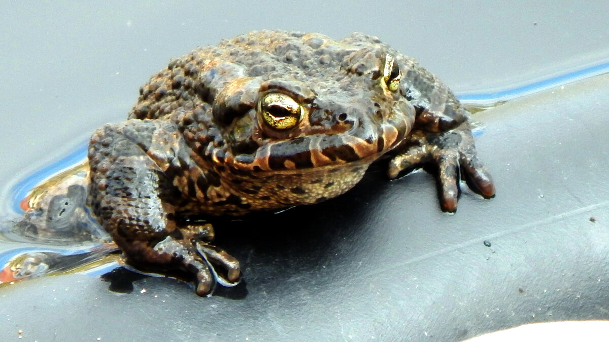 Директор лужи. - ВикТор Быстров