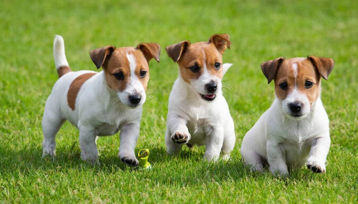 щенки - СЕРГЕЙ ФИЛОЧКИН