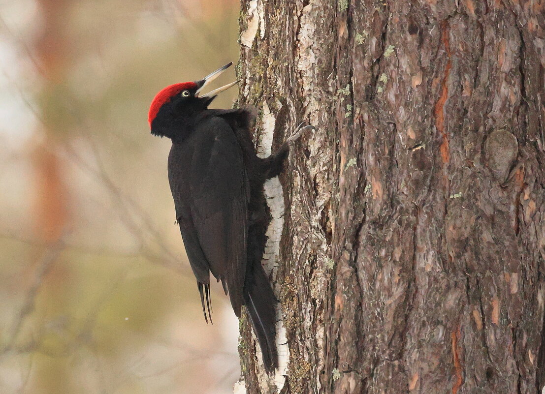 **** - Владилен Панченко