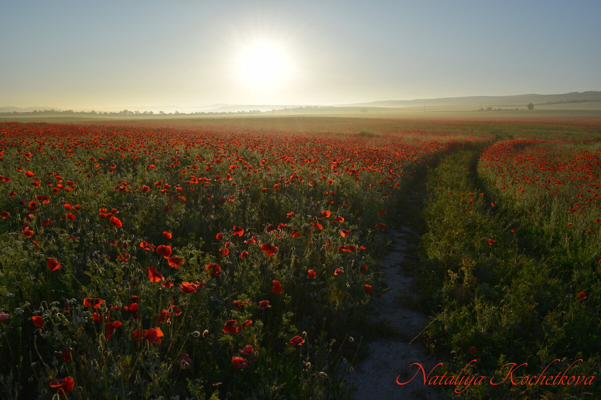 Природа Крыма - Изумительная Космея