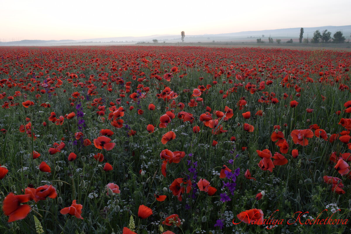 Природа Крыма - Изумительная Космея