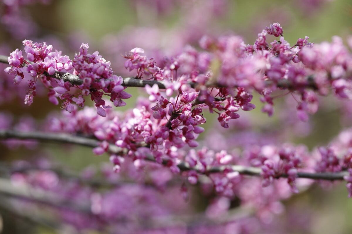 Весеннее настроение - Oleg S