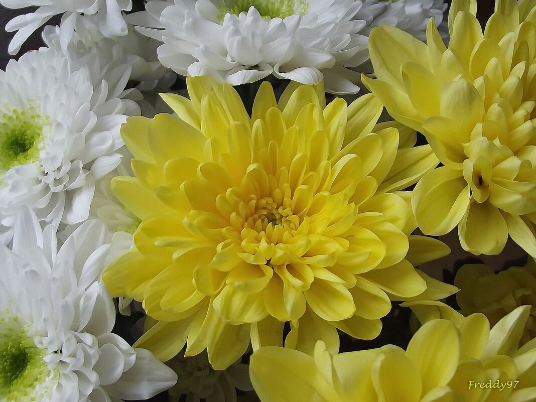 Хризантемы - Freddy 97