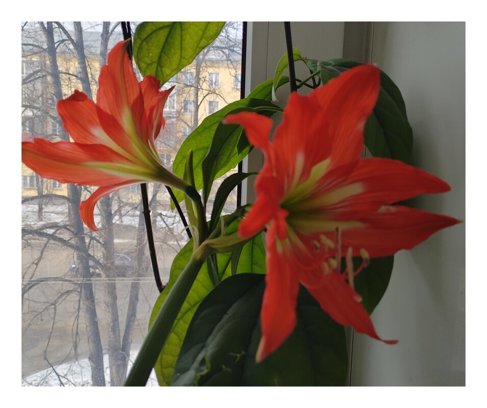 Не опоздал, расцвел! - Galaelina ***