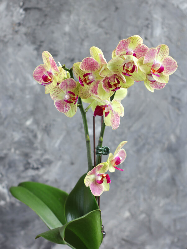 Моя коллекция орхидей - Irene Irene