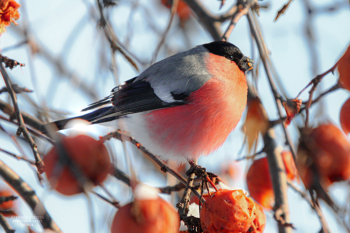 ЩАС СПОЮ - NikitinAleks 