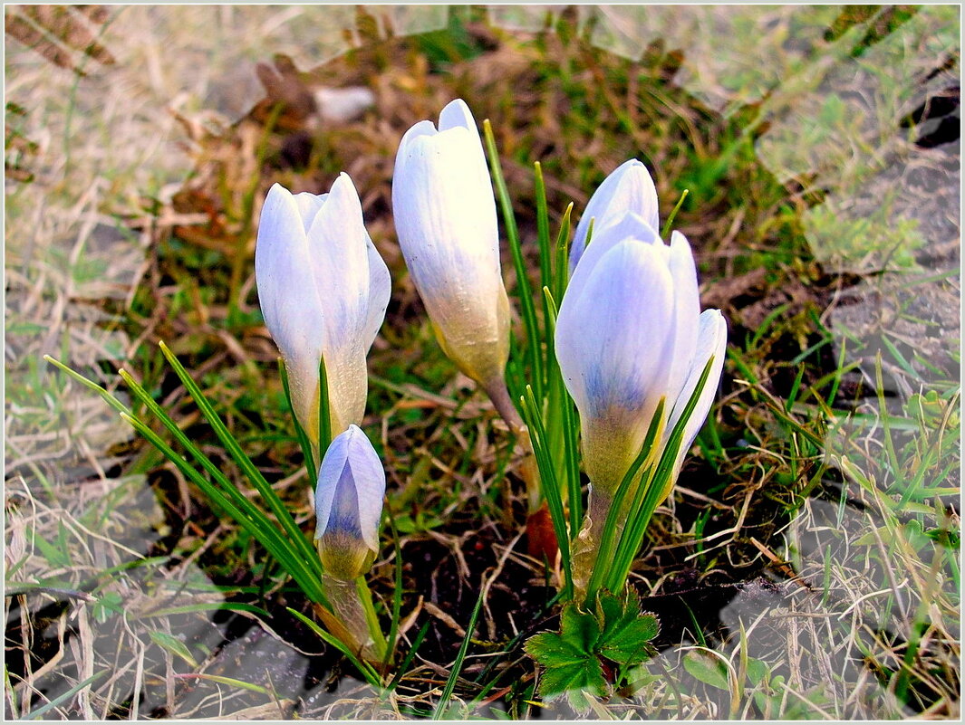 С наступающим 8 марта, подруги мои милые! - Лия ☼