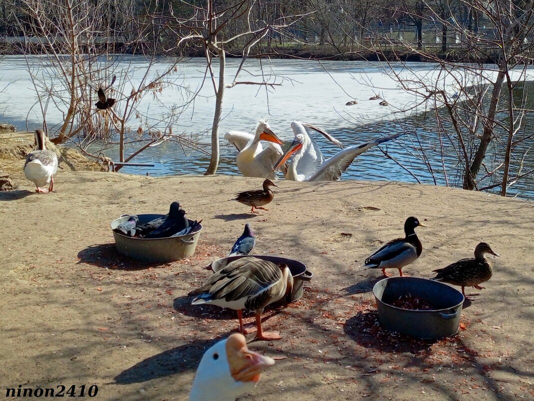 Март в ростовском зоопарке - Нина Бутко