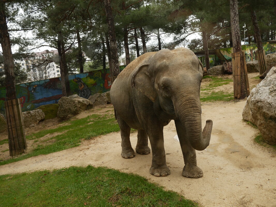 По улицам слона водили... - Маргарита Авраменко