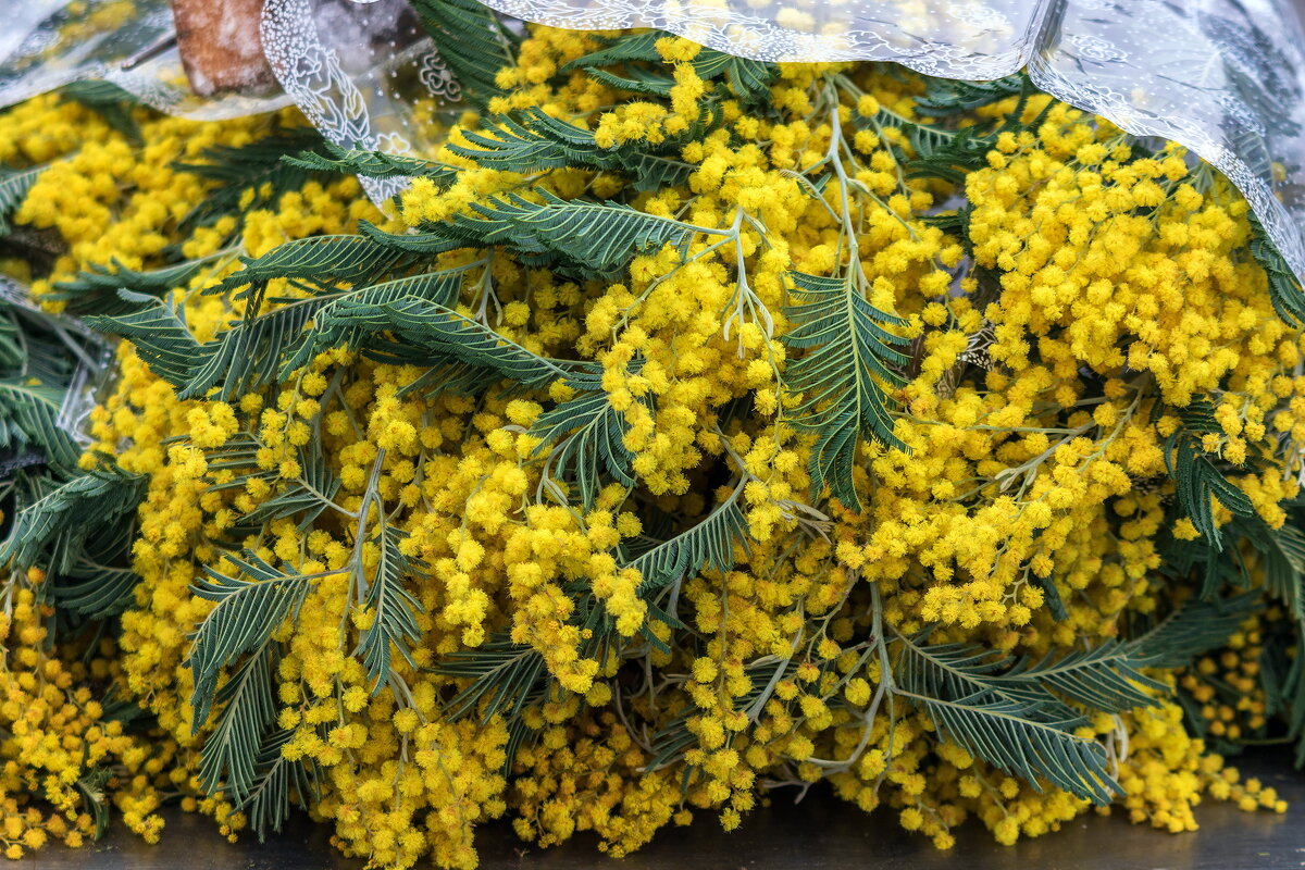 С наступающим, Дорогие женщины !!! - Анатолий. Chesnavik.