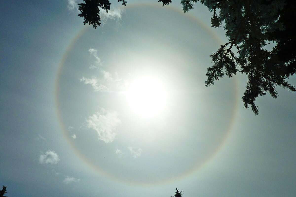 гало - shasha1950 