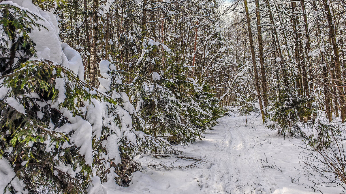 В февральском лесу после метели - Владимир Езеров 