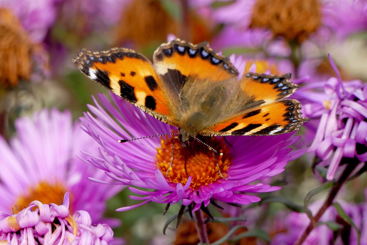опять про бабочек...527 - Александр Прокудин