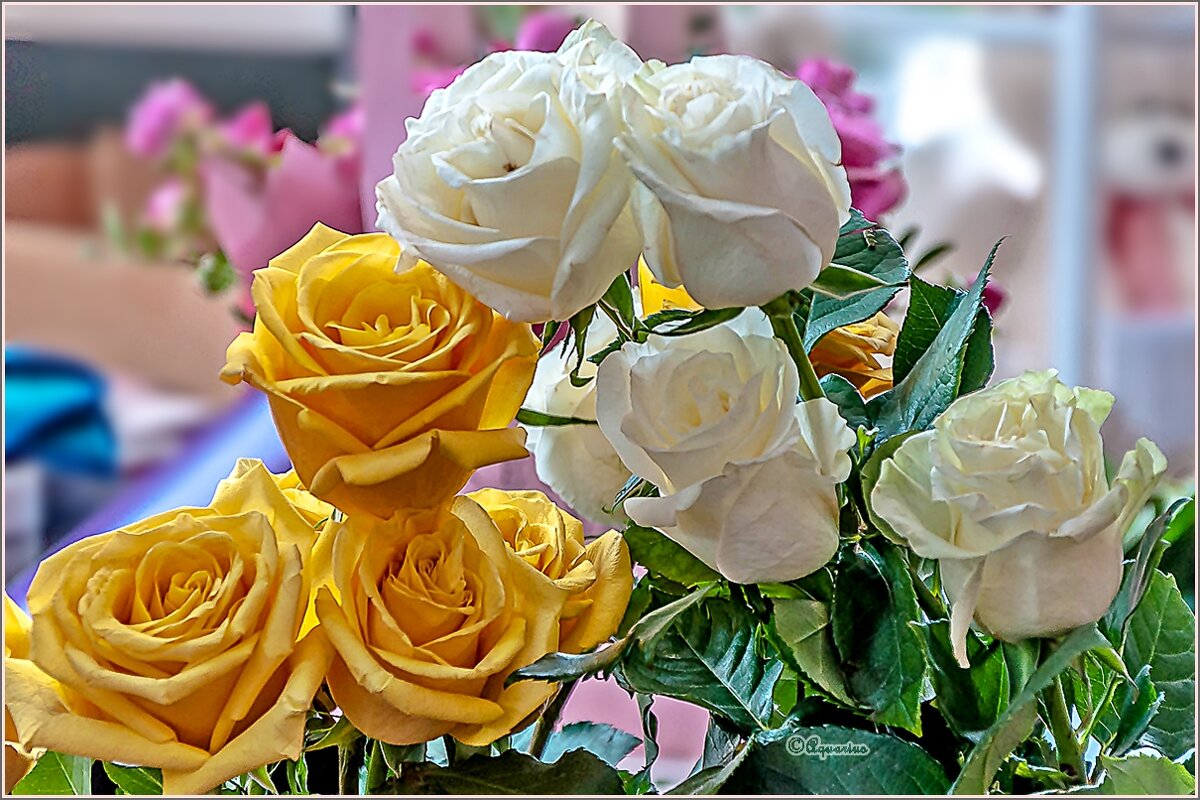 Дорогие женщины, с праздником 8 Марта! - Aquarius - Сергей