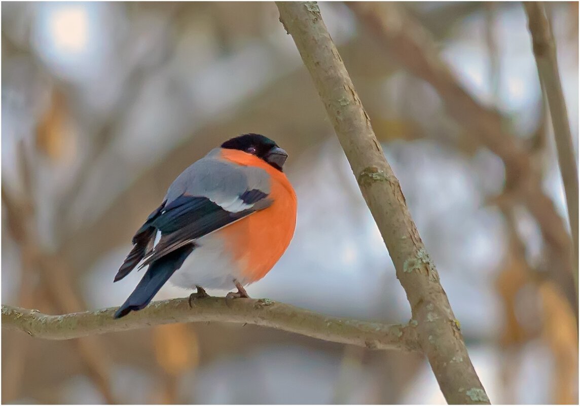 Снегурок - Валентин Котляров