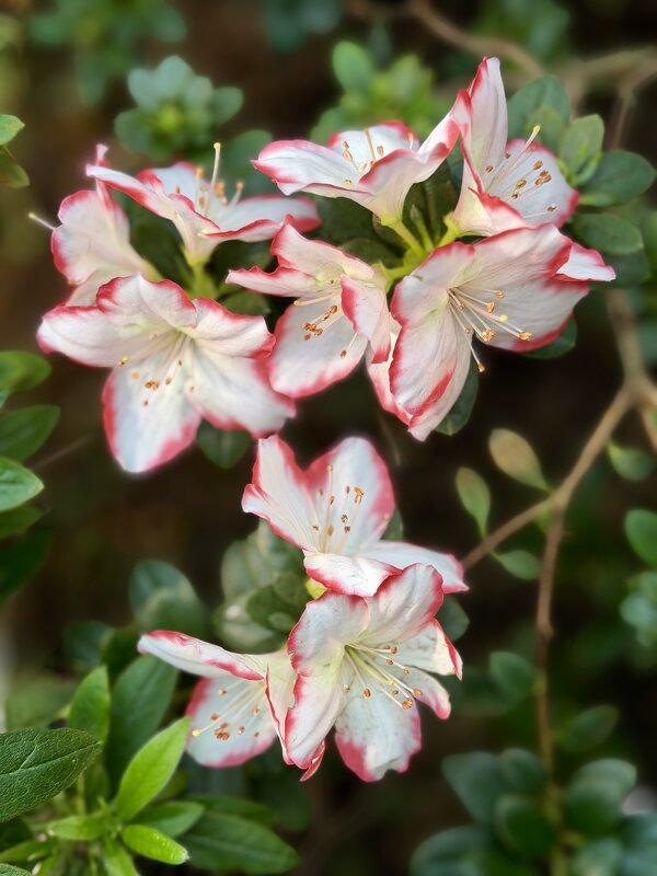 Рододендрон - Любовь 