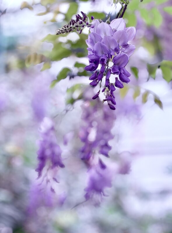 Глициния - Любовь 