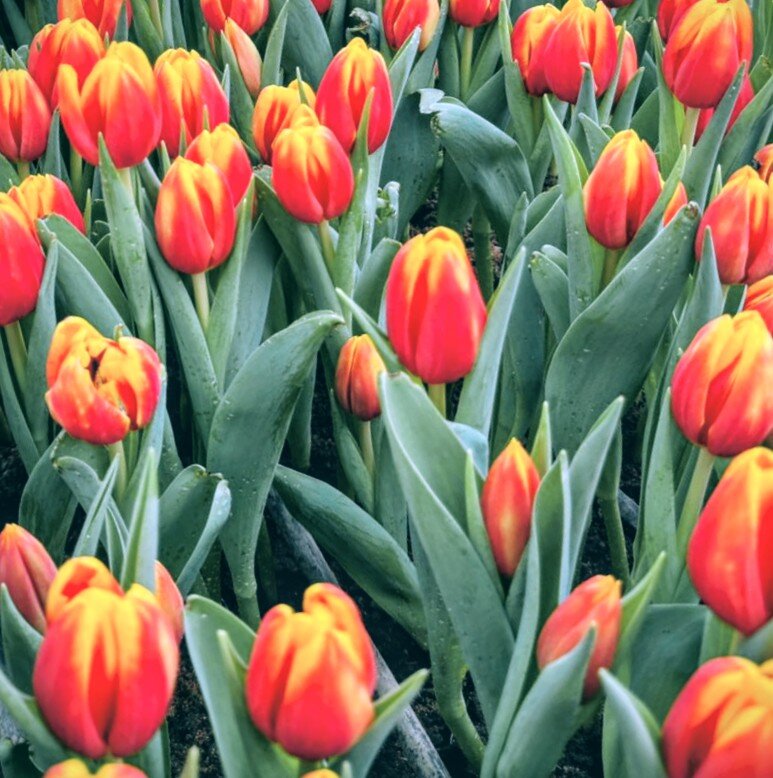 Красные тюльпаны - Георгиевич 