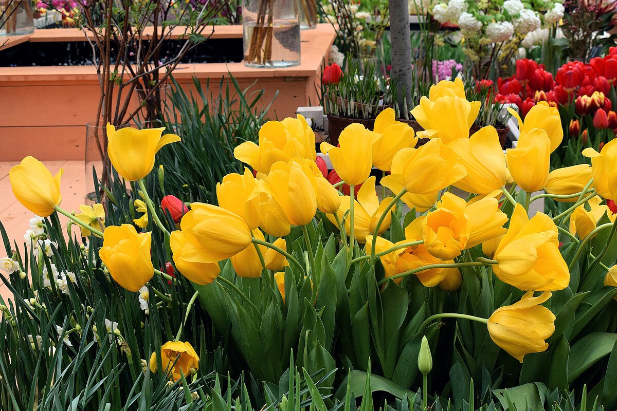 Сегодня все цветы для милых дам! - Татьяна Помогалова